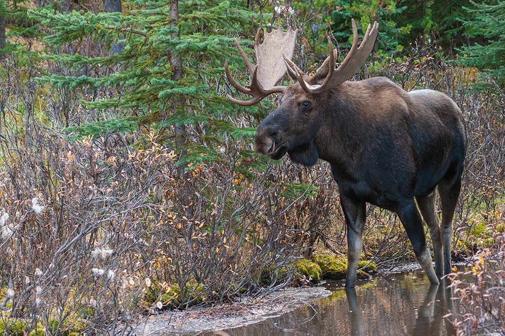 Shiras bull moose